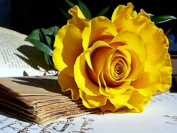Plants, Flowers HD wallpaper