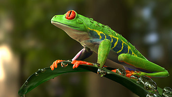Artstation's wonders, Red Eyed Frog, CG artists' prowess, Creative amphibian HD wallpaper