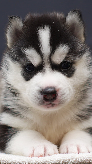 Midnight Husky Pup — , Animal, puppy HD phone wallpaper