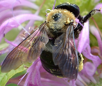 What's All The BUZZ About?, honeybee, buzzing, bee pollinating flower, bee, carpenter bee HD wallpaper