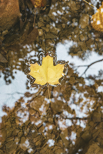 Water, Macro, Sheet, Leaf, Maple HD phone wallpaper