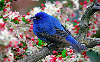 Indigo bunting, Birds HD wallpaper