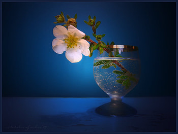 Lovely, branch, still life, cherry blossom, blue background, glass, water HD wallpaper