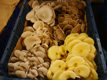 Oyster mushroom guide, Versatile ingredient, Cultivation tips, Nature's bounty HD wallpaper