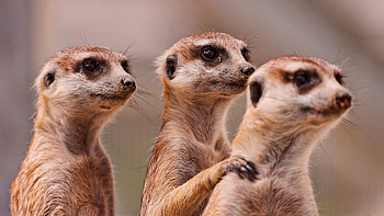 Animals, Family, Three, Meerkat, Surikat HD wallpaper