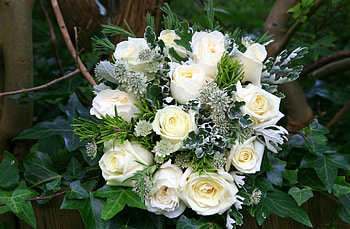 Flowers, Roses, Typography, Registration, Greens, Bouquet, Snow White HD wallpaper
