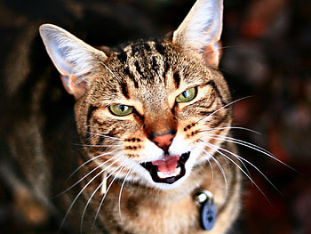 Animals, Cat, Muzzle, Striped, Meow, Sad HD wallpaper