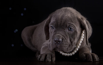 Puppy, animal, dog, cane corso, black, beads, pearls, cute HD wallpaper