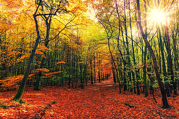 Autumn, leaves, fall, tree, forest, nature HD wallpaper