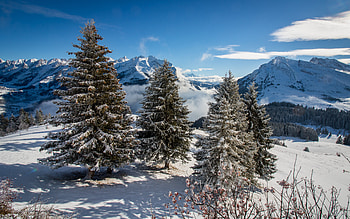 Nature, Mountains, Snow, Fir, Spruce HD wallpaper