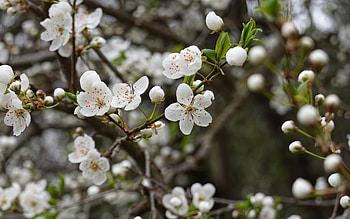 Cherry Blossoms Annecy-le-Vieux France, Annecy-le-Vieux, flower, blossoms, cherry HD wallpaper