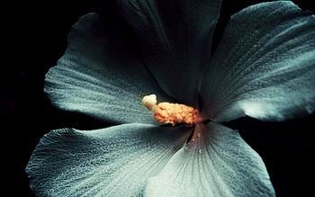 Flower, Macro, Dark Background, Hibiscus HD wallpaper