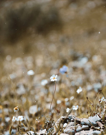 Flowers, Camomile, Flower, Macro, Blur, Smooth, Bloom, Flowering, Chamomile HD phone wallpaper