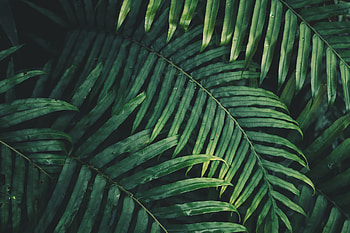 Nature, Plant, Sheet, Leaf, Carved, Vegetation, Branch HD wallpaper