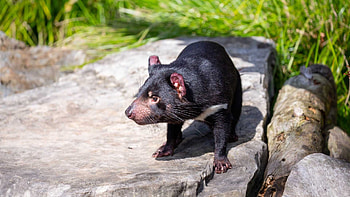 Endangered marsupial species, Australian wildlife, Auckland Zoo exhibit, Tasmanian Devil HD wallpaper