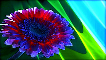 Wednesday Love, colorful, loving, abstract, flower, caring, romantic, beauty, daisies HD wallpaper