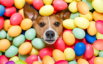 Dog, animal, funny, eggs HD wallpaper