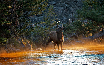 elk in the river, elk, river, forest, tree HD wallpaper