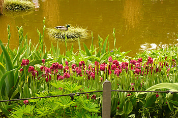 Nature, Flowers, Water, Basin HD wallpaper