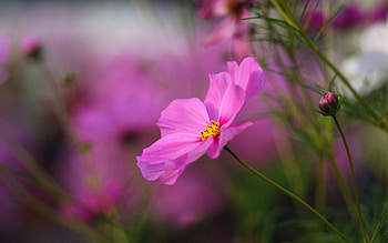 Plants, Flowers HD wallpaper