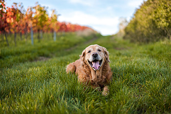 Golden Retriever , labrador-retriever, dog, animals, labrador HD wallpaper