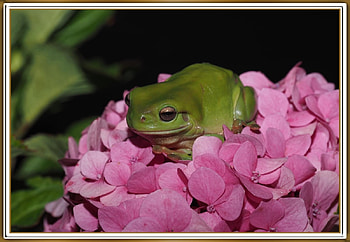 FRAMED FROG, NATURE, FROG, , FRAMED HD wallpaper