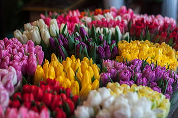 Vibrant tulip bouquets in various colors displayed at a flower market, symbolizing spring. HD wallpaper