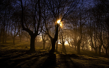 *** Autumn mist ***, mist, trees, autumn, nature, sun HD wallpaper