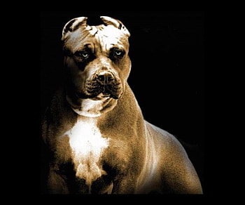 pitbull, dog, animals HD wallpaper