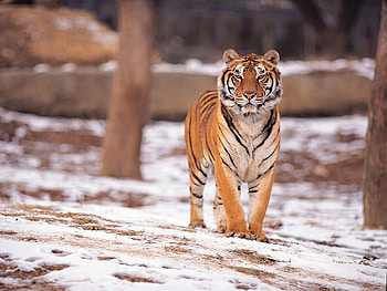 Snow Tiger, majestic, proud, tiger, snow HD wallpaper