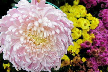 Chrysanthemum, pink, rain, pretty, flower HD wallpaper