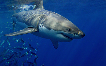 Great White Shark, ultra , Majestic creature, Oceanic beauty HD wallpaper