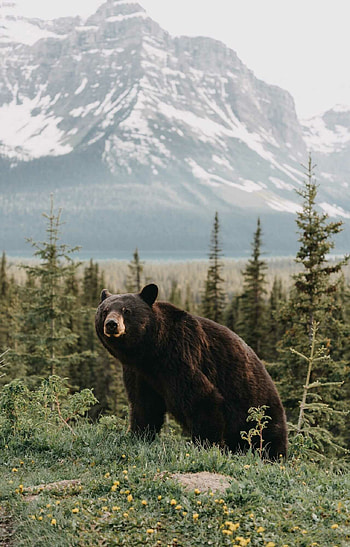 Bear , backgrounds, High-definition, Stunning visuals HD phone wallpaper