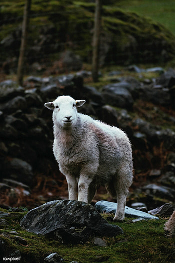 Herdwick sheep in the field, Farm life graphy, Ethereal silhouette, Animals in countryside HD phone wallpaper