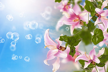 Flowers and bubbles, blue, pink, flower, green, luminos, bubbles HD wallpaper