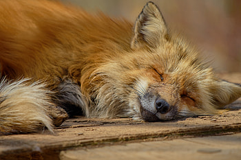 Animals, Fox, Lies, Muzzle, Predator HD wallpaper