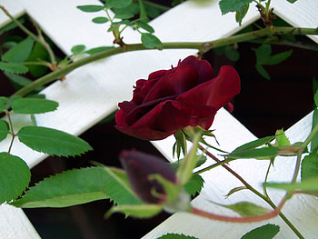 Flowers, Flower, Rose Flower, Rose, Branch, Greens HD wallpaper