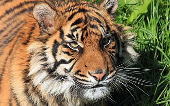 Animals, Muzzle, Striped, Predator, Big Cat, Tiger HD wallpaper