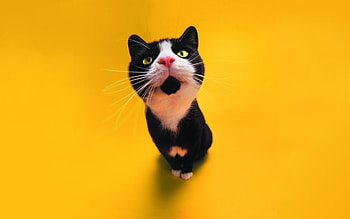 Animals, Cats HD wallpaper