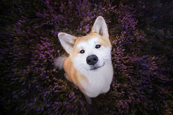 Cute Dog, dog, animal, cute, look HD wallpaper