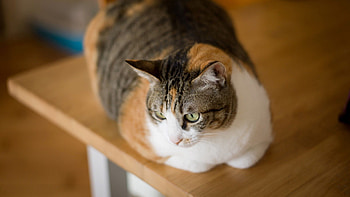 Animals, Cat, To Lie Down, Lie, Spotted, Spotty, Striped HD wallpaper