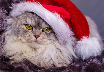 :-), white, craciun, cute, cat, pisici, christmas, red, face, hat, santa HD wallpaper