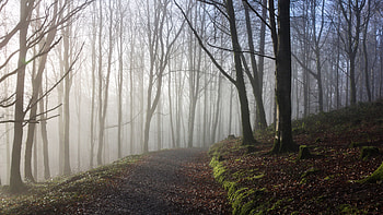 Fog Covered Green Trees Forest During Daytime Nature HD wallpaper