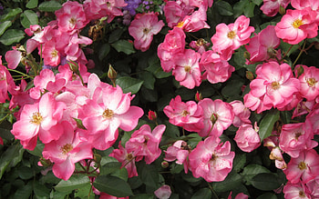 Flowers, Leaves, Briar, Bush, Bloom, Flowering HD wallpaper