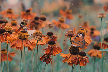 Flowers, Macro, Blur, Smooth, Flower Bed, Flowerbed, Butterfly HD wallpaper
