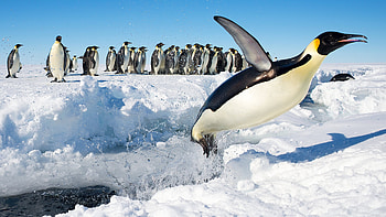 Emperor penguin, Penguins HD wallpaper