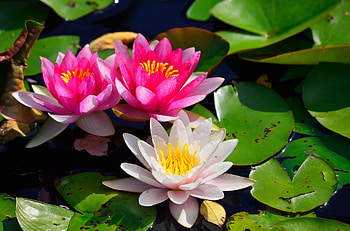 Flowers, Water, Leaves, Water Lilies, Shine, Light, Pond HD wallpaper