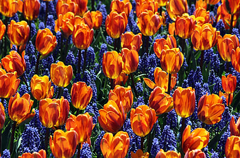 Flowers, Tulips, Flower Bed, Flowerbed, Spring, Muskari, Muscari HD wallpaper