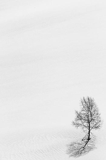 Chb, Winter, Nature, Snow, Wood, Tree, Minimalism, Bw HD phone wallpaper