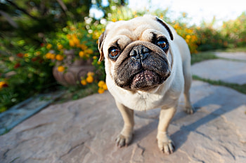 Animals, Muzzle, Puppy, Pug HD wallpaper